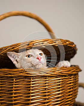 Tan kitten peeking out of picnic basket