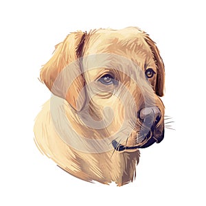 Tan labrador retriever portrait of purebred digital art illustration. Canadian mammal gun dog, hunting breed. Doggy