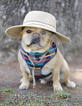 Tan Male Frenchie Dressed Up and Posing