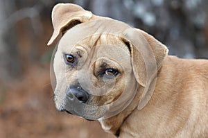 Tan male Pitbull Terrier. Dog rescue pet adoption photography for humane society animal control shelter photo