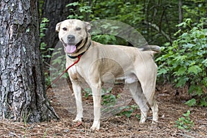 Tan male Shepherd Pitbull mix dog rescue adoption pet photo blog waltonpets photo