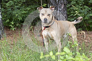 Tan male Shepherd Pitbull mix dog rescue adoption pet photo blog waltonpets photo