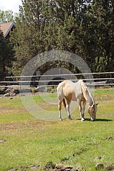 Tan palomino horse grazing