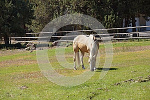 Tan palomino horse grazing