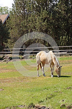 Tan palomino horse grazing