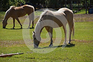 Tan palomino horse grazing