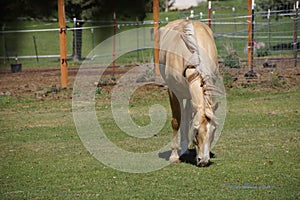 Tan palomino horse grazing