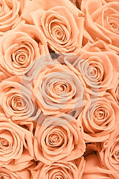 Tan and peach rosesbackground pattern