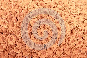 Tan and peach rosesbackground pattern