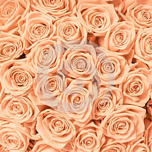 Tan and peach rosesbackground pattern