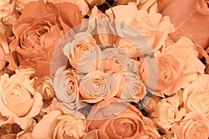 Tan and peach rosesbackground pattern