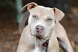 Tan Pitbull Terrier dog mix outdoors on leash