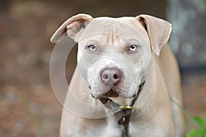 Tan Pitbull Terrier dog mix outdoors on leash