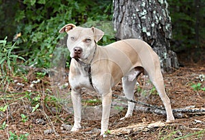 Tan Pitbull Terrier dog mix outdoors on leash