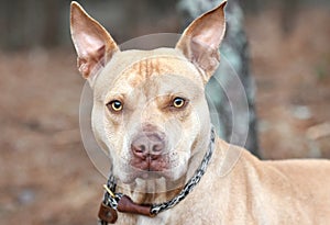 Tan Pitbull Terrier dog with pointy perky ears standing up