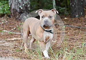 Tan Pitbull Terrier and Shar Pei mix dog mix outdoors on leash