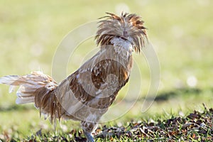 Tan Polish Chicken has feather crest plumage green background copy space