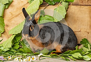 The Tan rabbit on a wooden background with graas and leaves photo