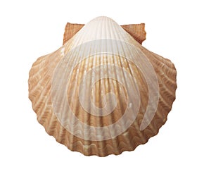 Tan Radial Sea Shell