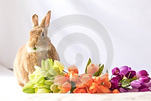 Tan and Rufus colored Easter bunny rabbit makes funny expressions against soft background and tulip flowers in vintage setting