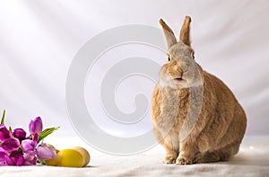 Tan and Rufus colored Easter bunny rabbit makes funny expressions against soft background and tulip flowers in vintage setting