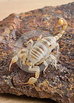 Tan scorpion crawling on a rock close up