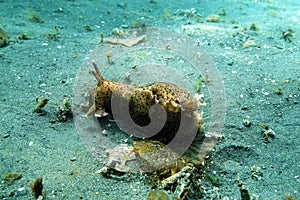 Tan sea slug with black spots  the California sea hare  on the seafloor in Channel Islands National Marine Sanctuary.