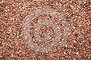 Tan Sesame Seeds