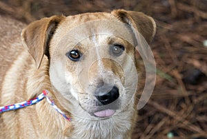 Tan Shepherd cattledog mix dog with sad eyes