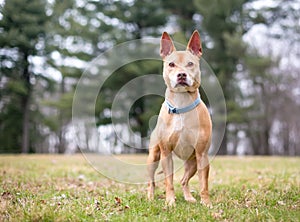 A tan Terrier mixed breed dog with upright ears