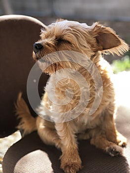 Bibbles The Norfolk terrier