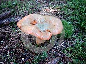 Tan toxic mushroom in the forest photo