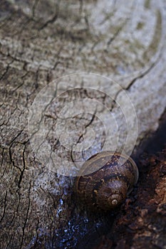 Tan Tree Bark Background with Snail