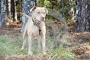 Tan unneutered male Pitbull dog outside on leash with spiked collar. Dog rescue pet adoption photography for humane society animal