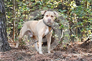 Tan unneutered male Pitbull dog outside on leash with spiked collar. Dog rescue pet adoption photography for humane society animal photo