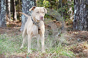Tan unneutered male Pitbull dog outside on leash with spiked collar. Dog rescue pet adoption photography for humane society animal photo