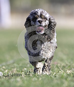 Tan and white cocker spaniel up close