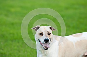 Tan and white dog looking silly outdoors with copy space.