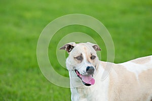 Tan and white dog sticking out tongue with copy space.