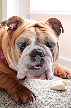 Tan and White English Bulldog Looks at the Camera