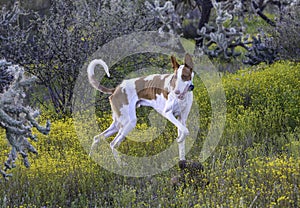 Tan and white Ibizan Hound Dog in yellow weeds