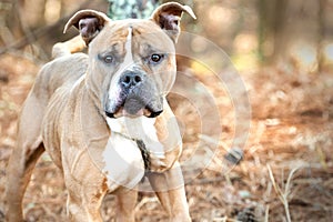 Tan and white male Bulldog outside on a leash, pet adoption photography photo