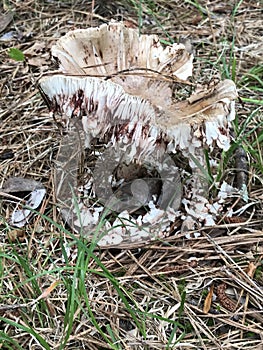 Tan and White Mushroom that is Decaying and Losing Pieces on the Ground