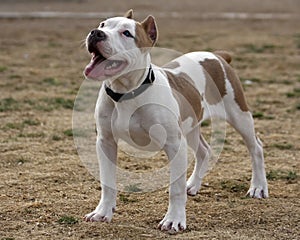 Tan and white Pitbull Portrait