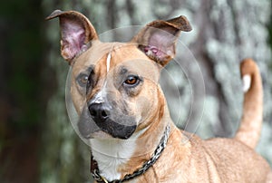 Tan and white pitbull and shepherd mix breed dog with big ears