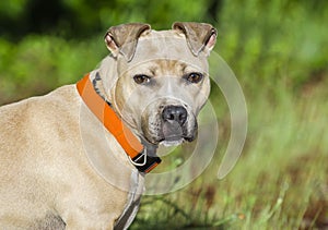 Tan and white Pitbull Terrier dog portrait