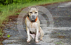 Tan and white Pitbull Terrier dog sitting in road