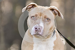 Tan and white rednose American Pitbull Terrier dog