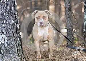 Tan and white rednose American Pitbull Terrier dog