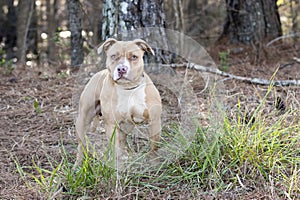 Tan and white rednose American Pitbull Terrier dog